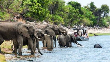 AmaWaterways Safaris and Wildlife Cruises