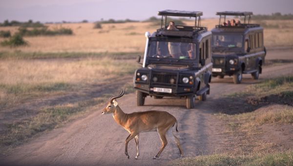 How (and Why) to Partner with Wildlife Travel Experts